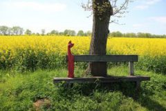 field-of-rapeseeds-1334432_640-1-300x200